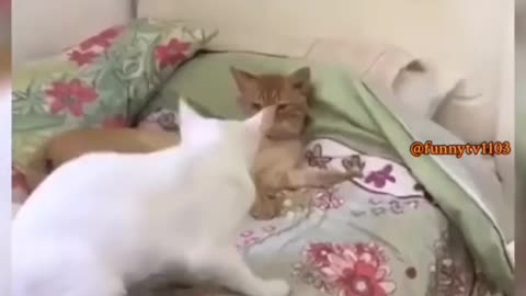 try not to laugh funny animals😂