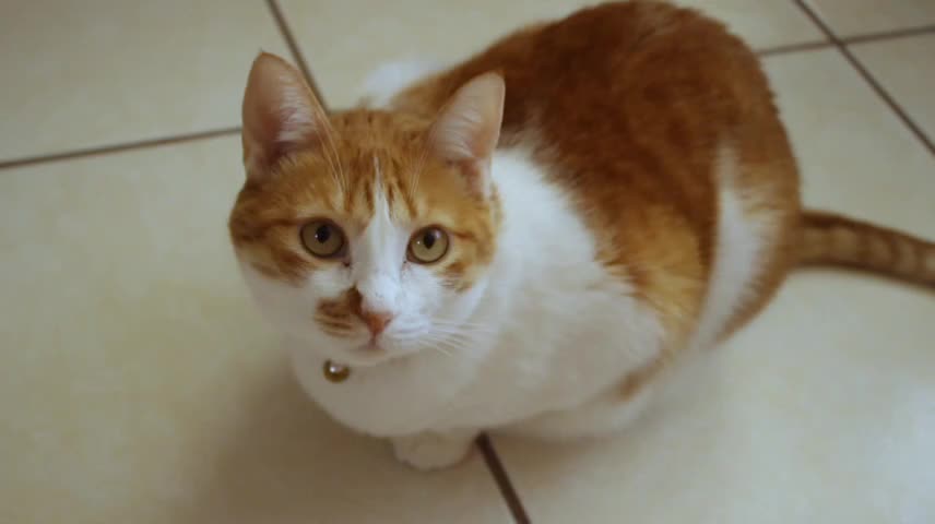 Brown & white cat sitting in room.