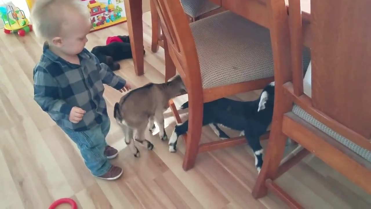 Baby and Baby Goats