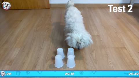 The ULTIMATE INTELLIGENCE TEST for DOGS