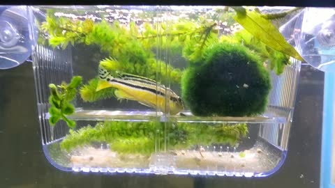 Live Birth of Auratus Cichlid!