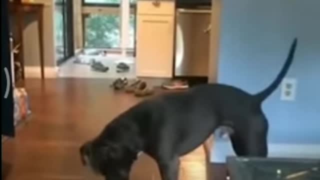 Cute dog gets confused by his shadow