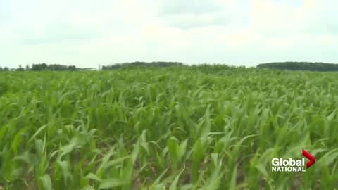 Canadian crops, food supply threatened by abnormally high temperatures