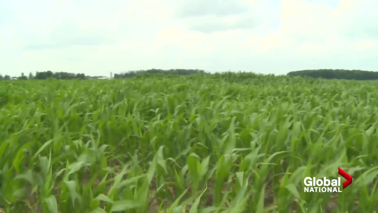 Canadian crops, food supply threatened by abnormally high temperatures
