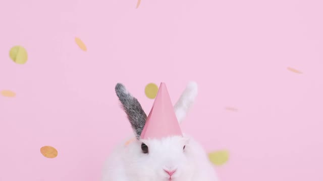 Cute bunny wearing a party hat