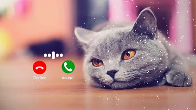 Meow Cat Sound Ringtone music New Tiktok Trend Video Meow