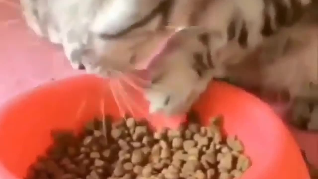 Hungry Cat