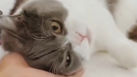 Funny cat videos