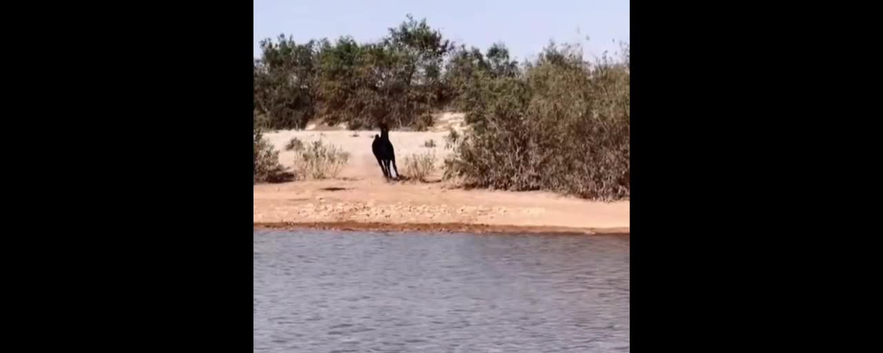 Crocodile preys on antelope
