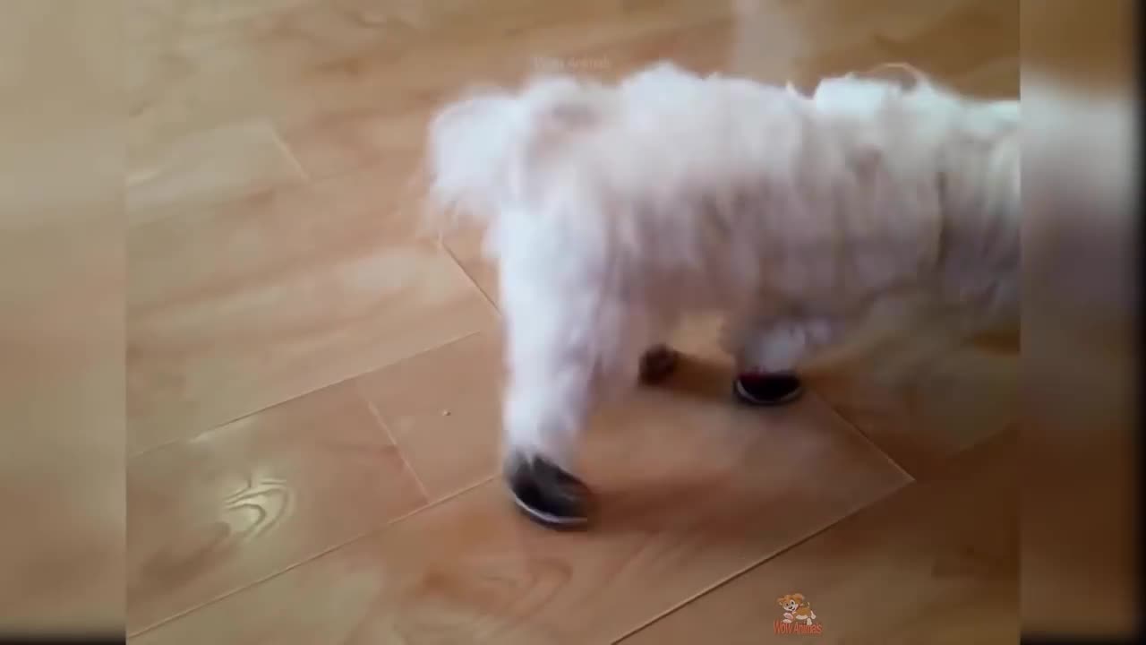 Funny Dogs Trying Dog Shoes for the First Time (2022)