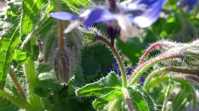 Borage officinale plant good plans for the healt