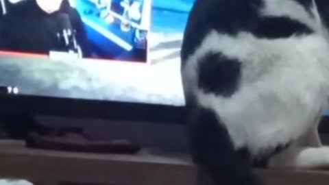 Funny cat in front of Theo tv