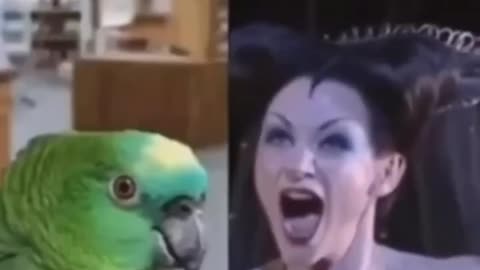 Parrot The Opera Singer