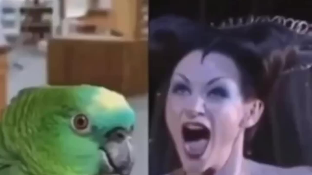 Parrot The Opera Singer