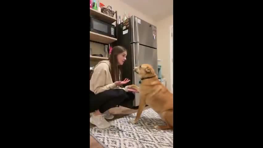 Dog is trying to convince mom to give her another cookie...