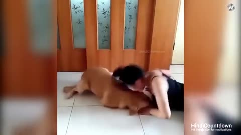 देखिए कुत्ते इंसानों के लिए क्या-क्या कर जाते है | This Dog video will Melt your Heart