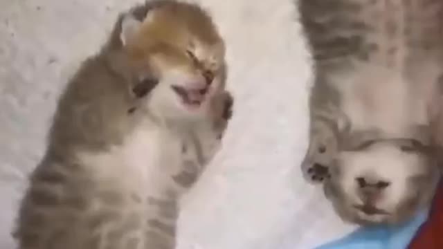 cat videos funny moments