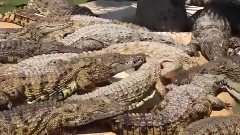 🐊😲 Battle Scars: Crocodile Loses Most of Its Jaw in a Ferocious Fight! 💔🦷