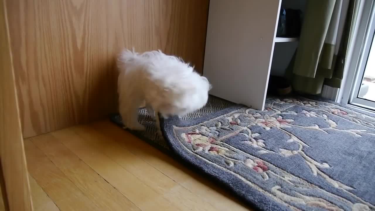 Cute little Maltese puppy dog barking and chewing on rug funny videos things puppies bark animals