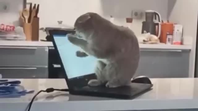 This cat does the work on the Internet, a beautiful and cute cat 2021