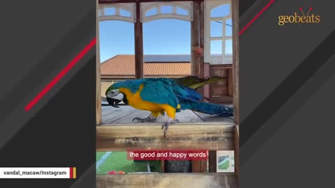 No one wanted this 'crazy' shelter parrot