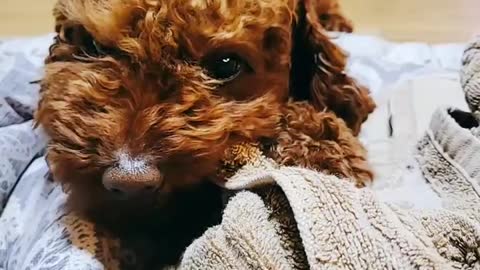 Lovely doggy chewing towel (poodle)