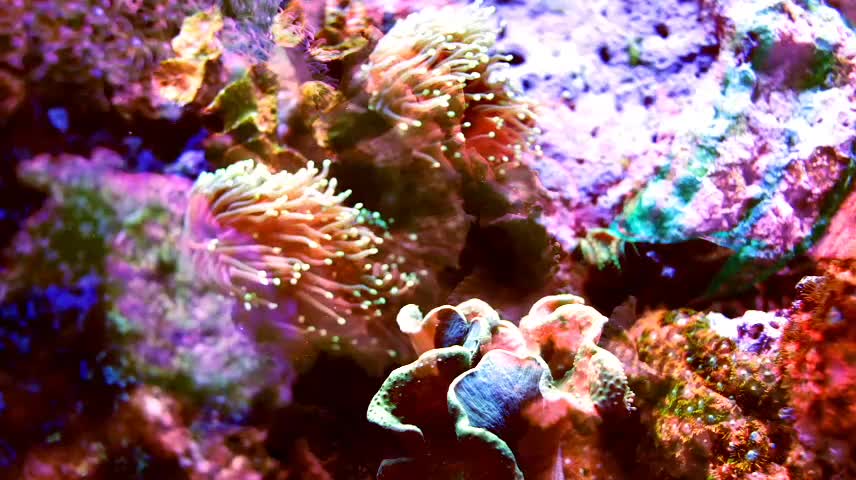 Multicolored coral shot with fish projections