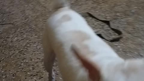 Dog Playing Video