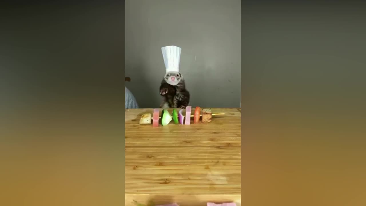 CUISINE TUTORIAL FUNNY OTTER