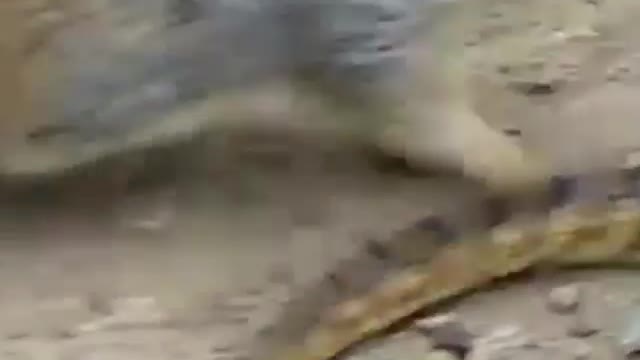 Snake Vs Squirrel Fight