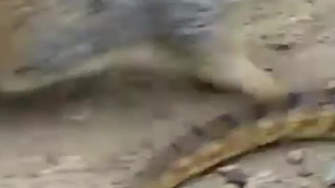 Snake Vs Squirrel Fight