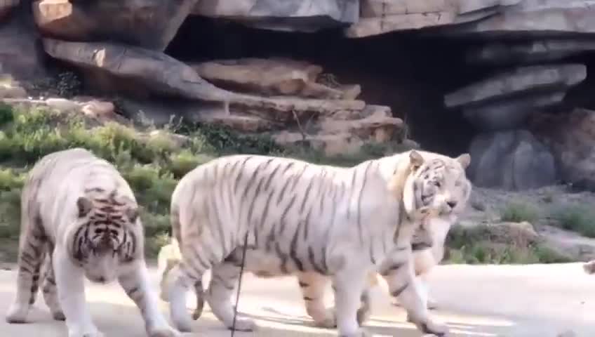 Siberian Tiger and African Lion