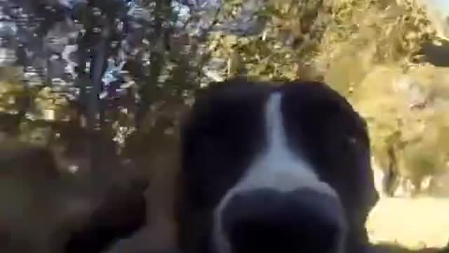 dog stole a gopro