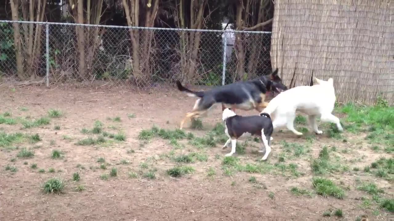 Fiona & Django & Murray Part I