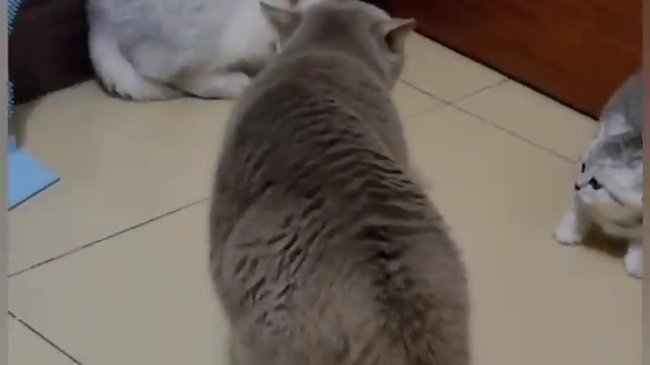 Cute cat fighting with each other