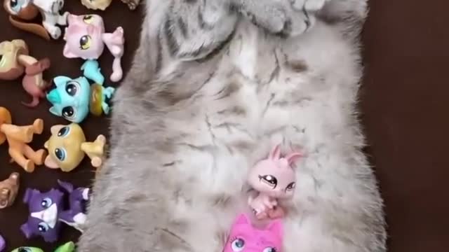 How many (LPS) in this | cat video 🐱