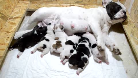 French bulldog puppies