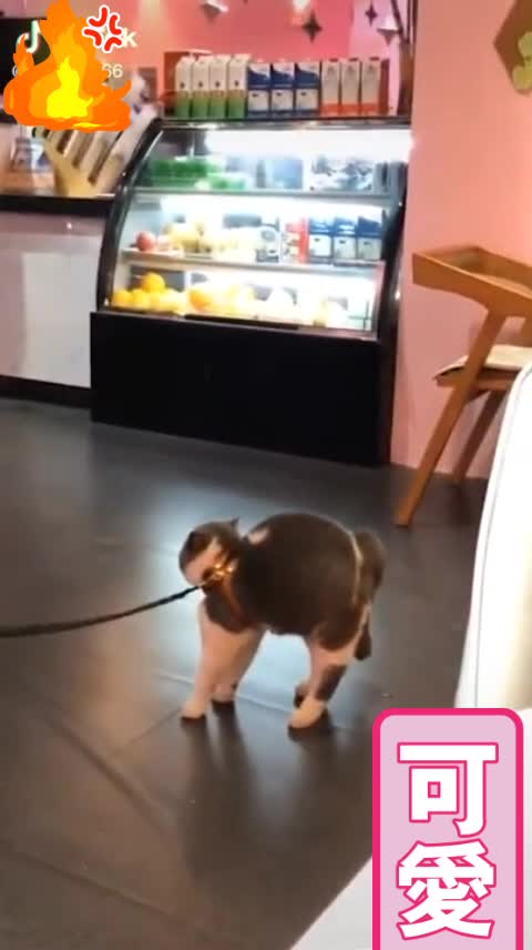 I love cats! They are so cute and they bring happiness