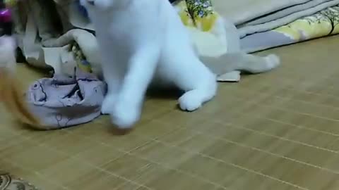 my dearest cat