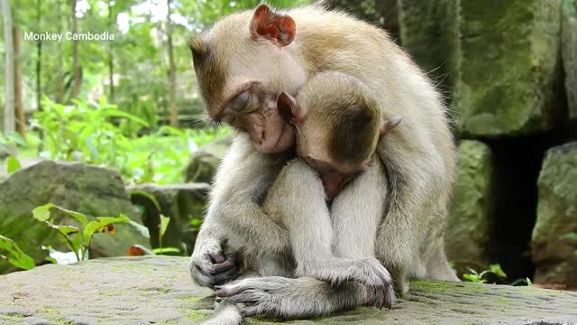 Look so sad video! Two orphan monkeys sleeping together