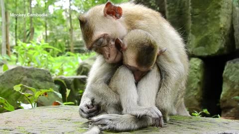 Look so sad video! Two orphan monkeys sleeping together