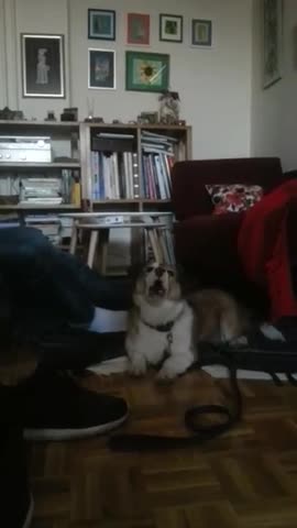 Perra aúlla de un modo muy particular