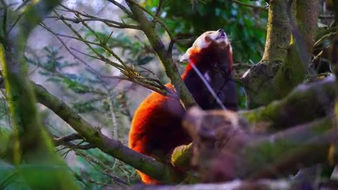 VERY BEAUTIFUL NATURE WITH FUNNY ANIMALS||LOVELY WILDLIFE VIDEO RELAXATION MUSIC, RELAX