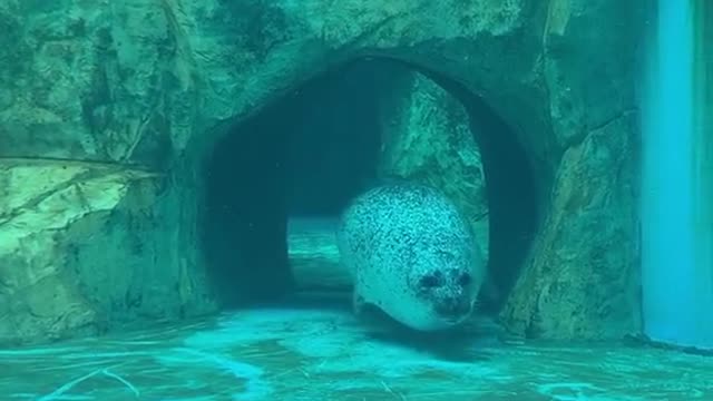 Sea Lion Glides into Glass