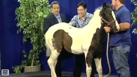 Funny Animals News Bloopers