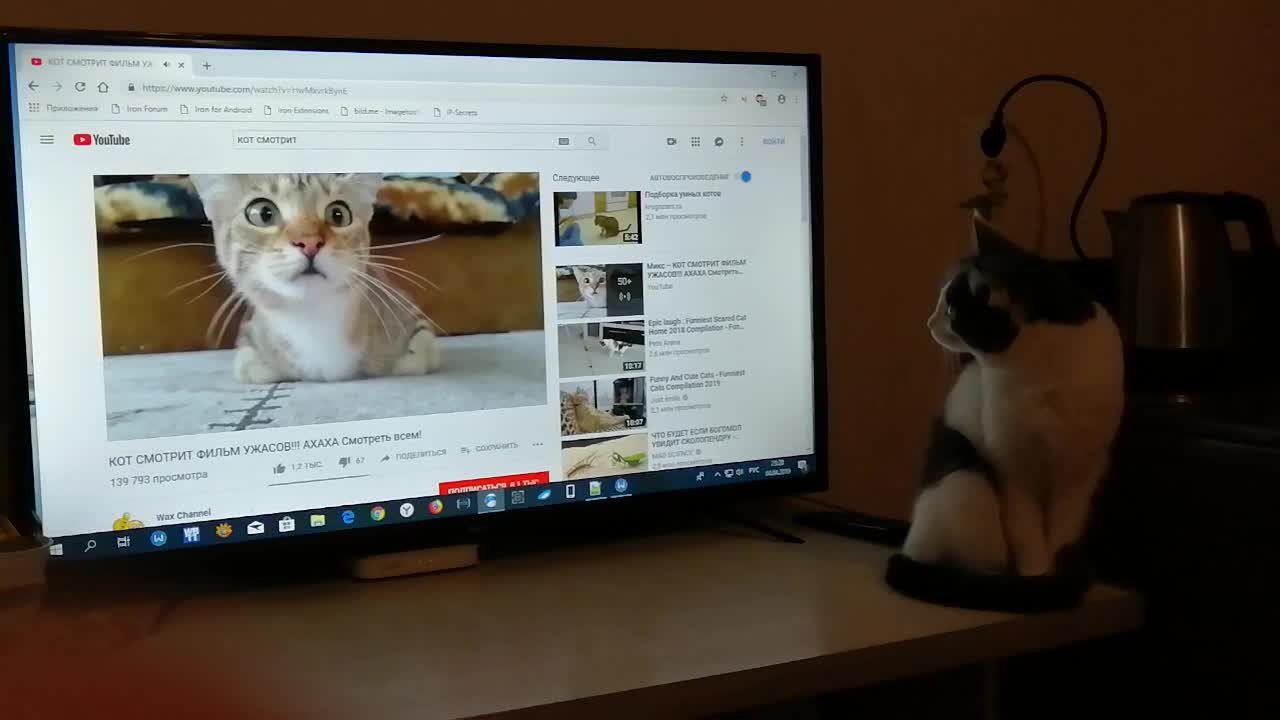 cat - watching tv