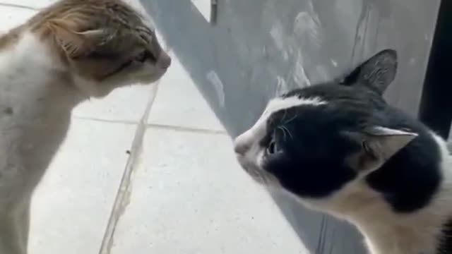 Cats wants fighting