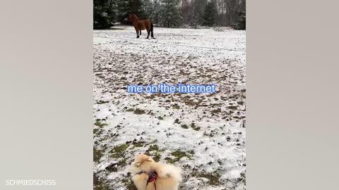 FUNNY PUPPY