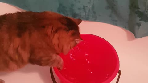 Cat and water gaming