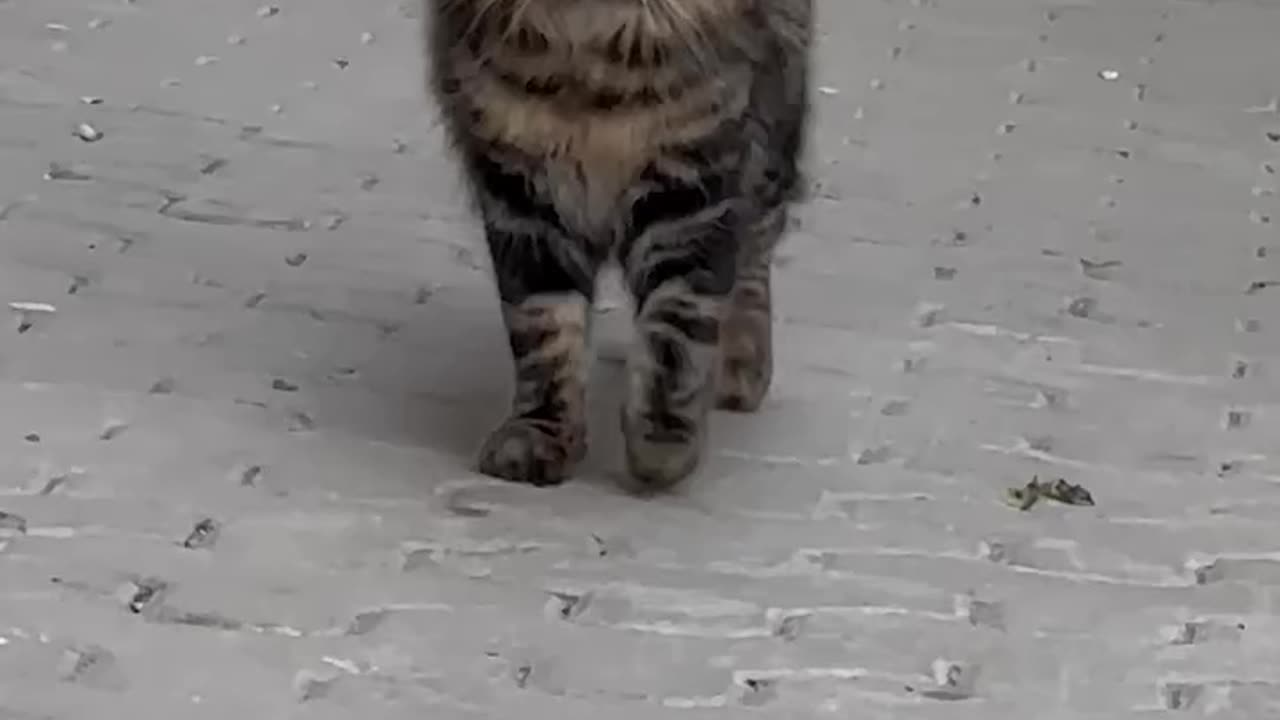 Cat Struts for the Camera